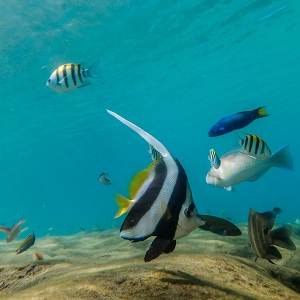 Kosi bay Snorkeling tours with experienced marine guides