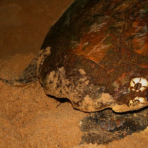 Turtle tours in Kosi bay, South Africa
