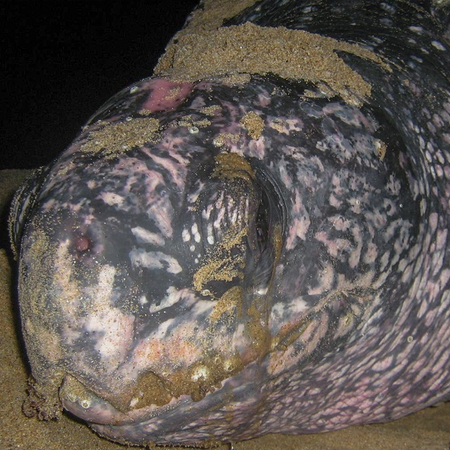 Where can I see leatherback turtles?