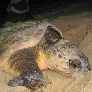 Loggerhead turtle nesting on the kosi bay beaches
