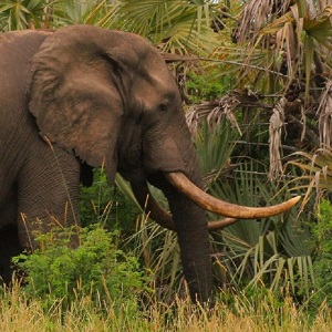 Large Elephant bull seen whilst on a Tembe Safari