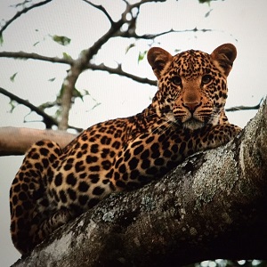 Leopard on Tembe elephant park safari