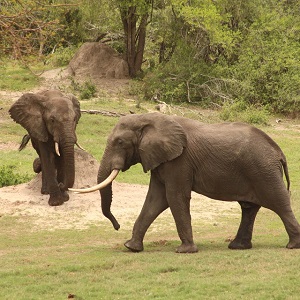 Tembe bulls seen on Tembe Safari