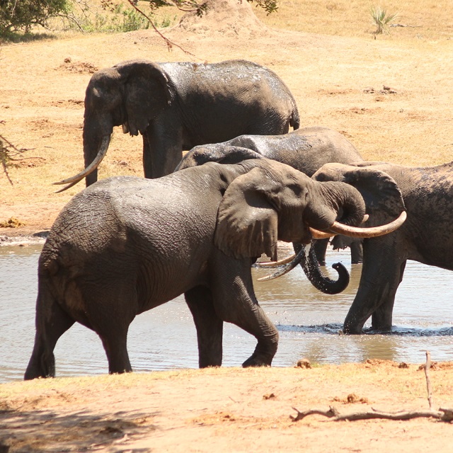 Elephant drinking water, seen on a Tembe Elephant Park safari