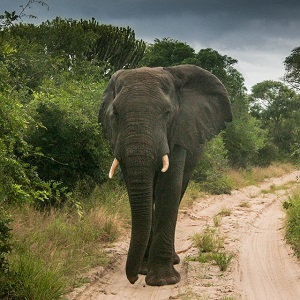 Tembe Elephant reserve game drives