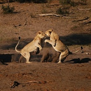 Tembe elephant reserve lions playing at Mahlasela hide seen on Tembe Safari